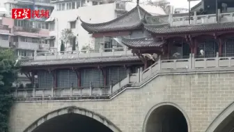 有趣的排排站风景线！夜鹭组团打卡成都九眼桥