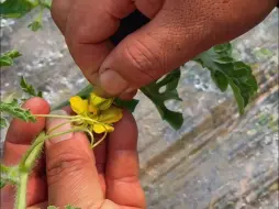 #一年之计在于春 三月的西瓜还是可爱的小花朵。【编导：嵇振华】