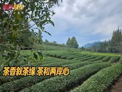 茶香叙茶缘 茶和两岸心