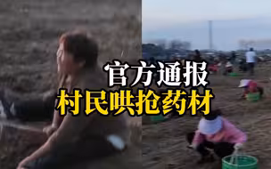 村民贷款种植药材，临收割时遭上百号人哄抢，损失有十多万