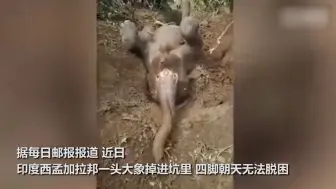 印度一大象掉进大坑四脚朝天 当地人齐心协力 用木棍绳子帮其脱困