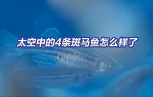 航天员在太空养的斑马鱼出现了有意思的行为