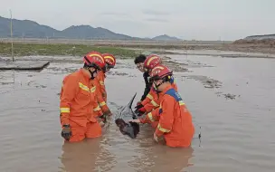成功营救！浙江温岭一海豚搁浅，多部门合力救助