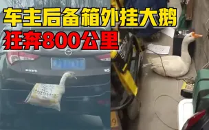 车主后备箱外挂大鹅狂奔800公里：爸爸送的，暂时养在家先不炖