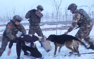 越障、搜爆、追击！“忠勇”警犬助力武警雪地“捕歼”