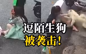 女子抚摸路边陌生狗被扑倒撕咬，满脸鲜血崩溃大哭