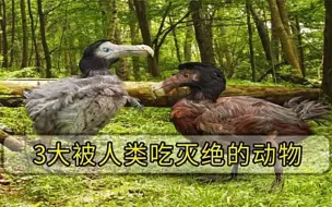 被人类吃到灭绝的动物，从50亿只到1只不剩，美国人只花了100年