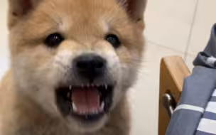 柴犬从小到大的叫声，凶神恶煞变成慈眉善目