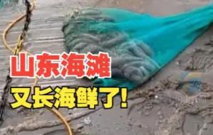 又双叒叕来了！大量肥美海肠被吹上海滩
