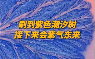 绝美紫色潮汐树！愿你你紫气东来，吉祥如意！