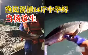 渔民误捕14斤中华鲟当场放生：善待海洋就是善待我们自己