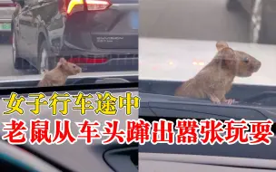 女子行车途中老鼠蹿出嚣张玩耍，当事人：怕咬断线路，会去清理