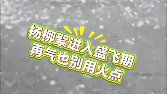 点开视频已经痒了！提醒：杨柳絮进入盛飞期，再气也别用火点！