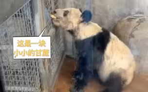 丫丫吃甘蔗小心翼翼舍不得浪费，让人心疼！