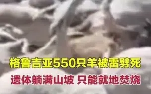 格鲁吉亚550只羊吃草时被雷瞬间劈死