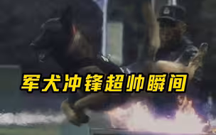 百倍慢放的军犬冲锋有多帅？