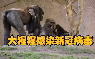 全球首例！美国动物园大猩猩感染新冠，或被无症状感染者传染