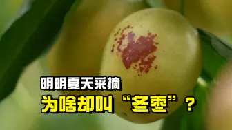 聚焦三农丨产地大揭秘：明明夏天采摘，为啥却叫“冬枣”？