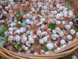 野生白草莓成熟啦，欢迎大家来做客