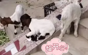 小羊羔无意中坐上“滑滑梯”，开启快乐玩耍的新大陆。