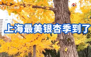 深秋限定金黄色！上海最美银杏季到了
