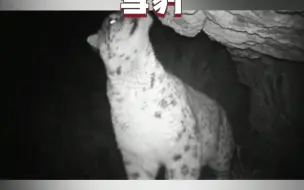 甘肃天祝首次发现国家一级保护动物雪豹