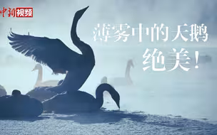 薄雾中的天鹅，绝美！