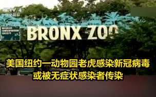 美国纽约一动物园老虎感染新冠病毒 或被无症状感染者传染