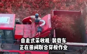 震撼的红！1700亩辣椒迎丰收，大片的红辣椒犹如大地上的版画。