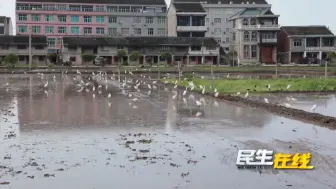 温岭：春耕时节 白鹭田头舞蹁跹
