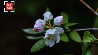 这个地方发现桃叶杜鹃花，属四川省首次在野外发现！
