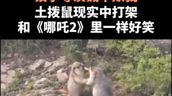 饺子导演诚不欺我，土拨鼠现实中打架和《哪吒2》里一样好笑