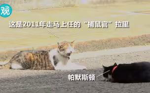 猫生艰难！因工作效率变低，英外交部