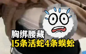 胆大！女子胸绑腰藏15条活体蛇入境 还有4条蜈蚣