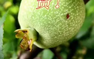 赞！兰州又添一枚国家地理标志证明商标