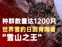 种群数量达1200只 世界雪豹日到青海看“雪山之王”