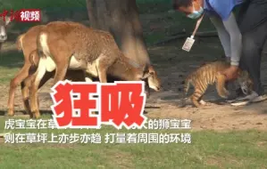 原来盘羊也喜欢吸虎崽！