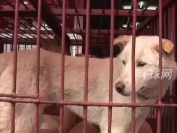 韩国肉犬养殖者协会会长：将想尽一切办法，在总统府前放200万只狗