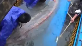首次公开！珍贵影像资料还原中华鲟“厚福”被救过程