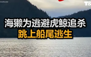 海獭为逃避虎鲸追杀跳上船尾逃生