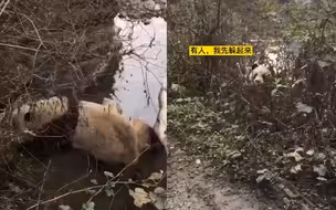 网友意外发现河中异样 偶遇野生大熊猫下山拜晚年 歪歪扭扭要过河