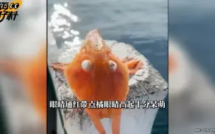 罕见！台东惊现橘色“盔甲鱼”
