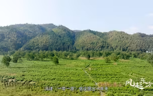 《风起东方》祁门红茶征服英国女王伊丽莎白的味蕾