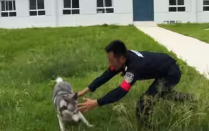 把“二哈”训练成警犬要几天 民警：我太难了