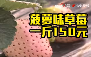 菠萝味草莓一斤150元