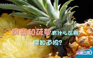 聚焦三农丨凤梨 菠萝傻傻分不清？“凤梨仙子”“菠萝妹妹”来科普！