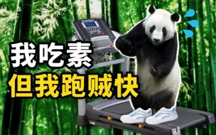 大熊猫在野外有什么超能力？专家介绍，大熊猫能以40公里每小时以上的速度奔跑