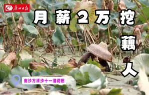 体验高薪职业：月入两万的挖藕人