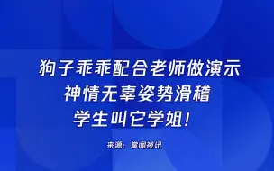狗子乖乖配合老师做演示，神情无辜姿势滑稽，学生叫它学姐！