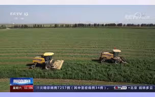 中央媒体看甘肃|甘肃民乐:紫花苜蓿开镰收割 “饲料罐头”助生态保护